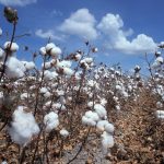 Togo: Cotton farmers set ambitious 10,000-ton target after challenging campaign