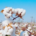 Lomé to host major African cotton sector review meeting