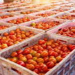 Burkina Faso: Suspending tomato exports – an act of economic patriotism to save the local industry