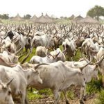 Togo adopts five-year plan to manage transhumance