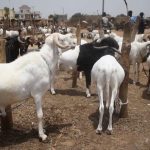 Burkina Faso: Ouagadougou suspends livestock exports to protect the domestic market