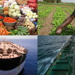 Africa: Soaring fertiliser prices: a new test for food sovereignty