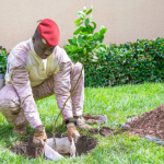 Tree planting becomes national ritual as Burkina Faso marks arbor day