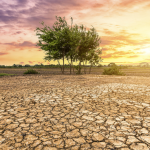 Mali reaffirms its leadership in combating desertification and climate change in the Sahel