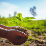 Togo: Nearly 39 million trees planted in five years – a green initiative to be scaled up by 2030