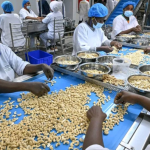 Burkina Faso moves beyond raw cashew exports with local processing push
