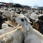 Sudan: in South Darfur, livestock farming is becoming a strategic driver of economic recovery