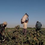 Sudan: Tasis seeks to link production areas to regional markets